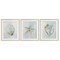 Stupell Industries Muted Sea Life Serenity 3pc Framed Print Under Glass Set, design by Hannah Dawson